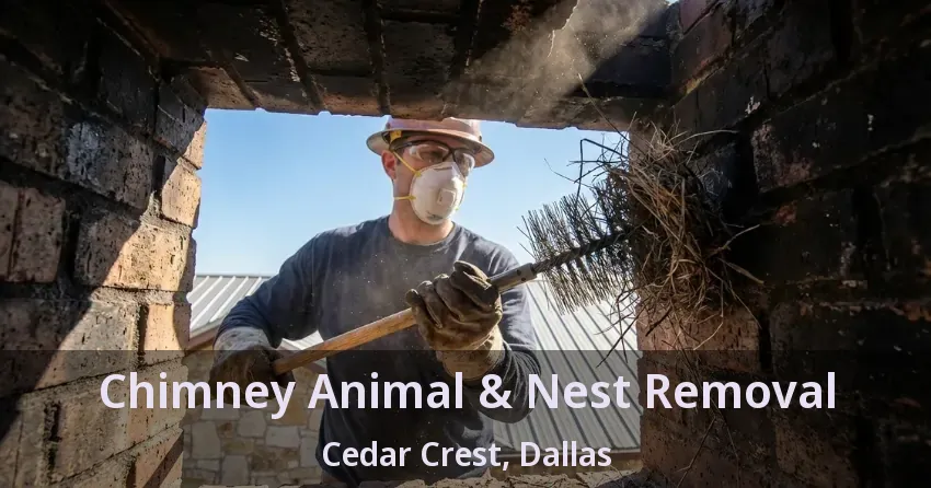 Chimney Animal & Nest Removal Cedar Crest, Dallas - TX