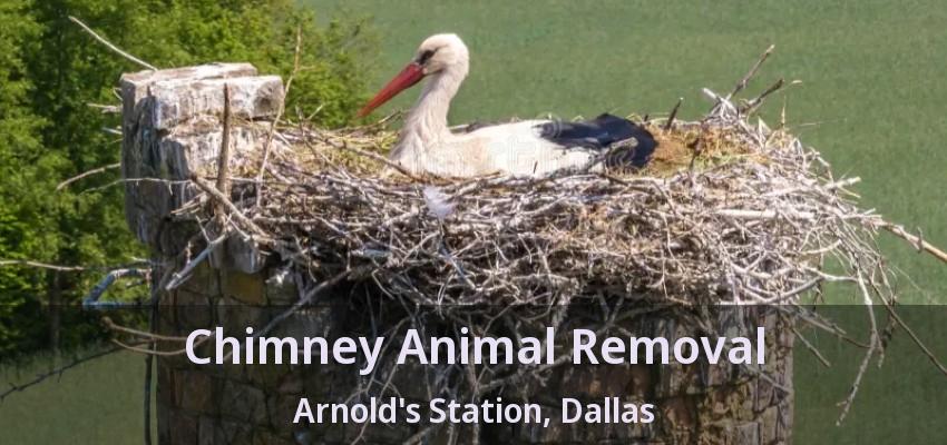 Chimney Animal Removal Arnold's Station, Dallas - TX