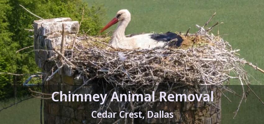 Chimney Animal Removal Cedar Crest, Dallas - TX