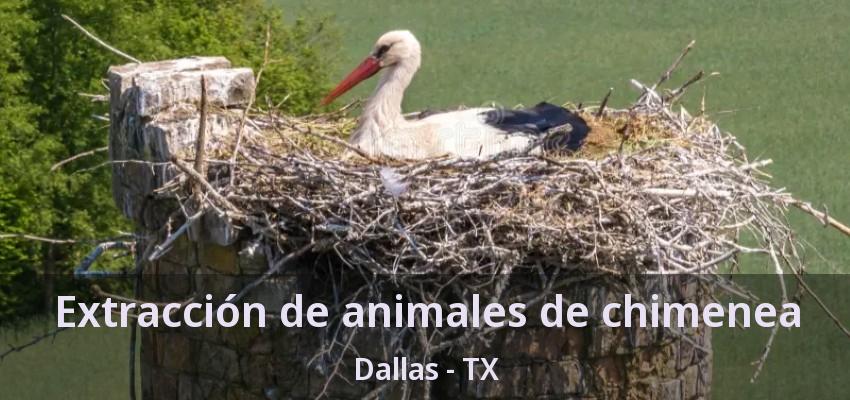 Extracción de animales de chimenea Dallas - TX