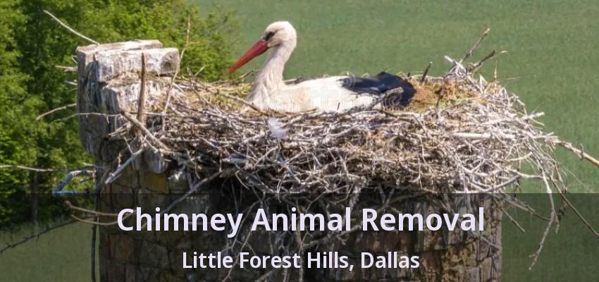 Chimney Animal Removal Little Forest Hills, Dallas - TX