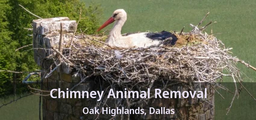 Chimney Animal Removal Oak Highlands, Dallas - TX