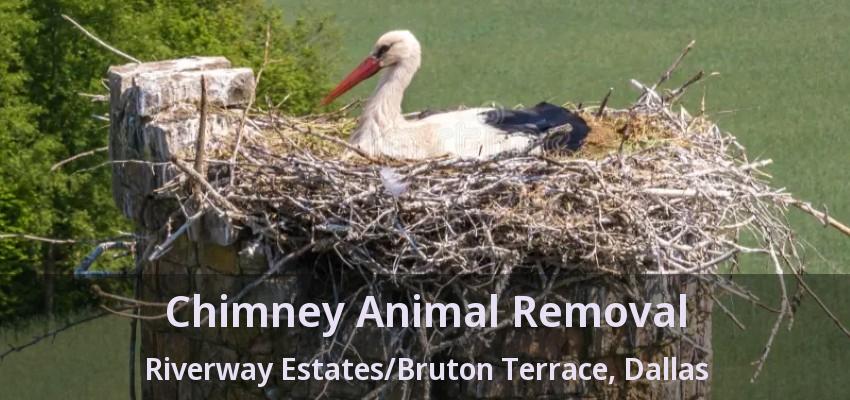 Chimney Animal Removal Riverway Estates/Bruton Terrace, Dallas - TX