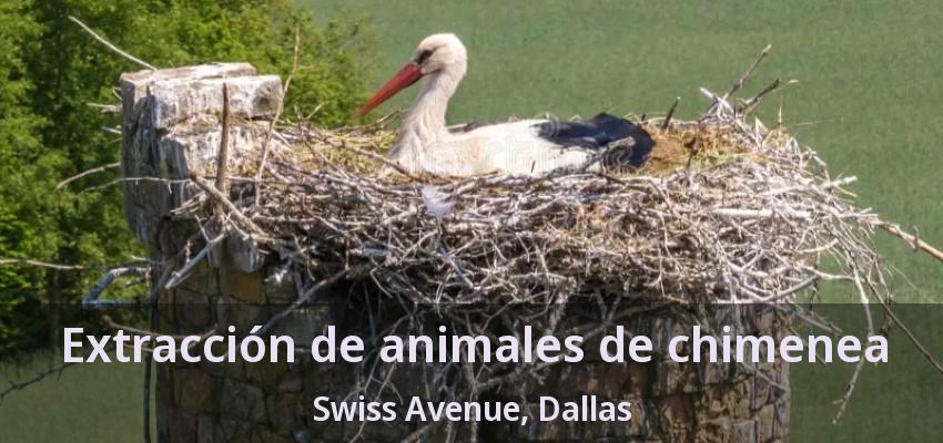 Extracción de animales de chimenea Swiss Avenue, Dallas - TX