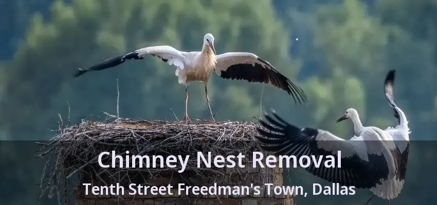 Chimney Nest Removal Tenth Street Freedman's Town, Dallas - TX