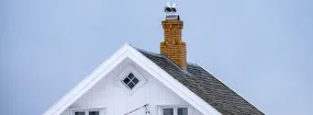 Chimney Nest Removal Mill City, Dallas